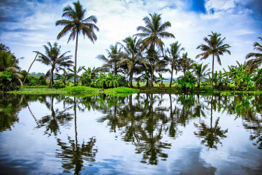 1_BACKwaterPALMS3